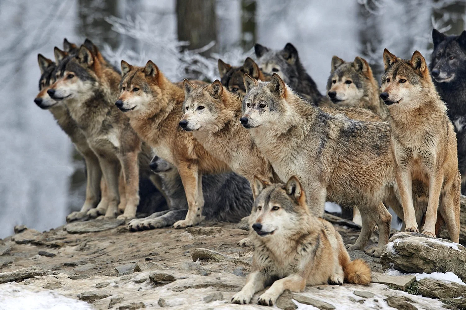К чему снятся волки или собаки: что значит, если звери являются женщине или мужчине, нападают или кусают