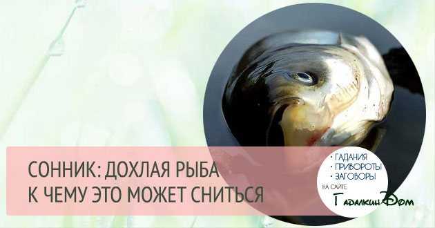 Что означает сон про аквариумных рыбок — 36 толкований