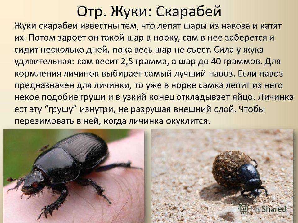 К чему снится большой жук – возможные значения, толкование по соннику