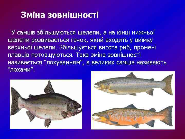 Лососевые виды рыб: описание и хозяйственное значение