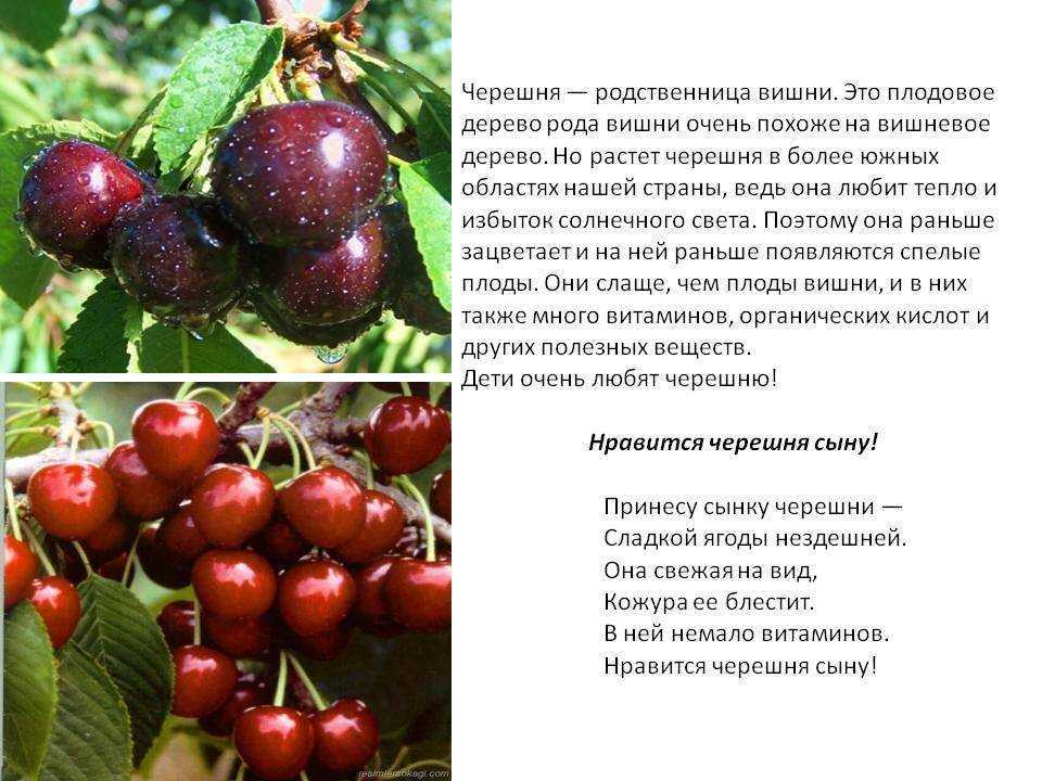 К чему снится компот: трактовка образа по сонникам