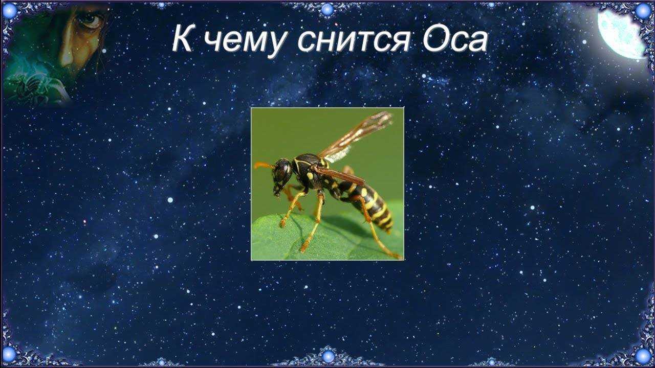 К чему снится шмель? увидеть во сне кусачее насекомое или целый рой
