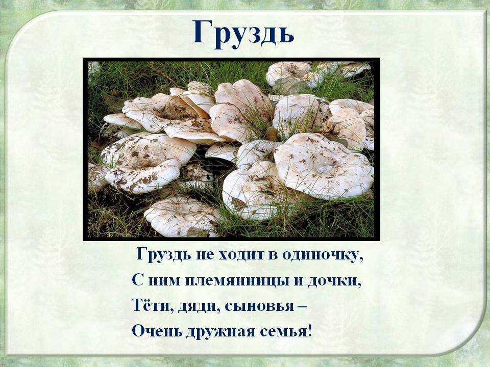 К чему снятся грузди 🍄 — топ-36 подробных толкований ❗ по всем сонникам: что означает для мужчины или женщины видеть, есть, собирать либо продавать эти грибы во сне