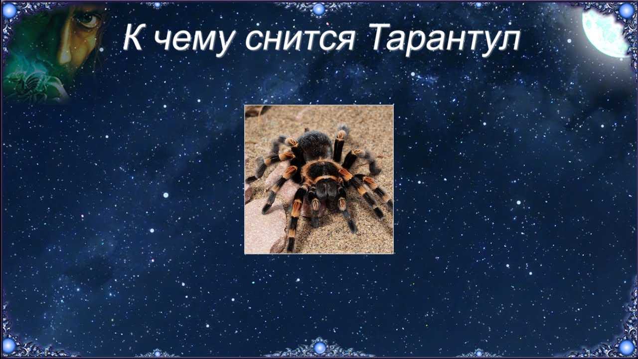 Сонник - тарантулы к чему снятся тарантулы во сне: значение