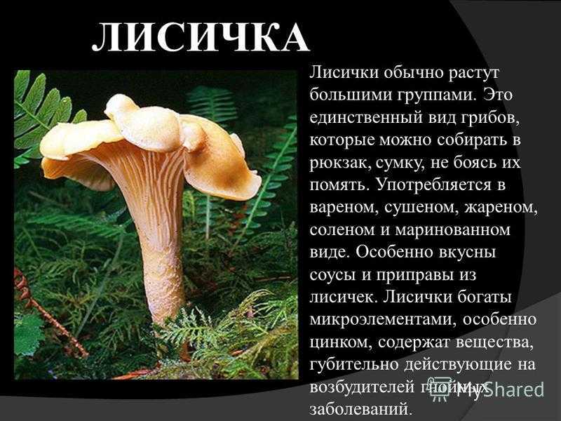 Собирать грибы во сне — к чему это снится женщине и мужчине