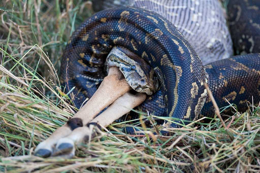 Чего ждать от судьбы, если во сне вас укусила змея: сонники и их толкования