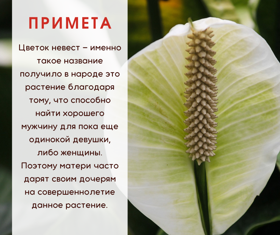 8 золотых правил для цветения спатифиллума (женское счастье или цветок невест) круглый год | домашний ресторан