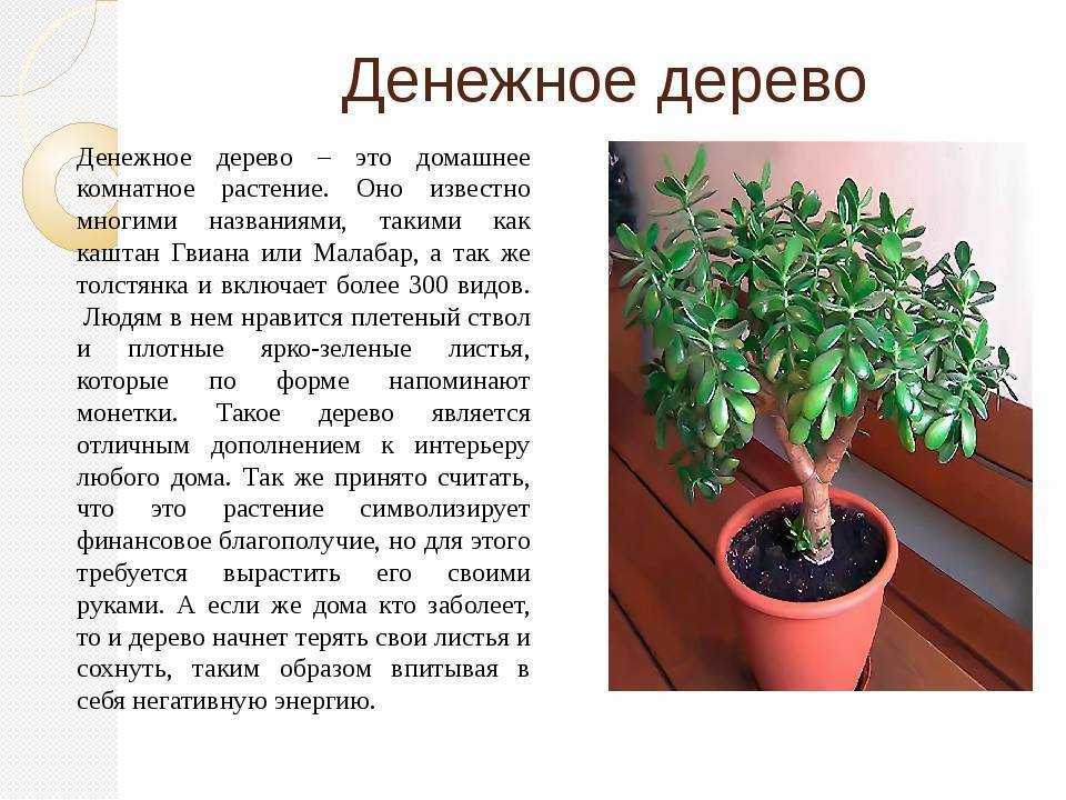К чему снятся ростки растений во сне: толкование по сонникам
