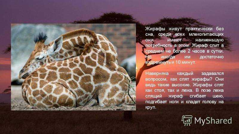 Что значит, если приснился слон 🐘 — топ толкований сна ❗ по 42 сонникам: к чему снится мужчине и женщине быть этим большим животным, видеть его в воде или кататься на нем