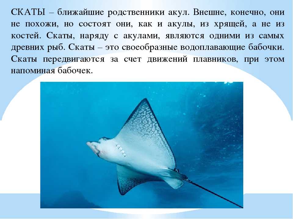 Радар скат: характеристики апк, какие штрафы фиксирует, принцип работы