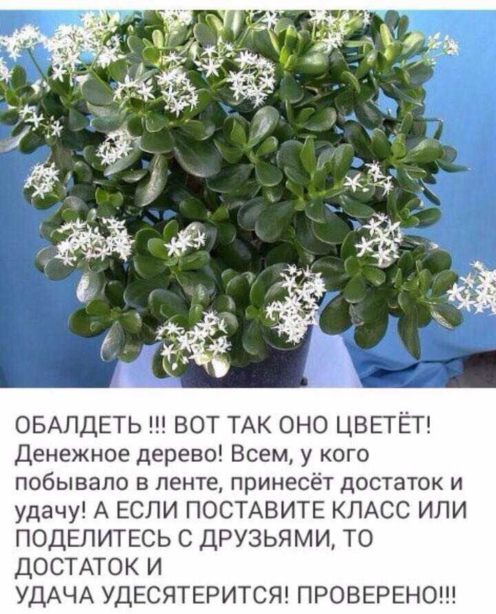 К чему снятся комнатные цветы