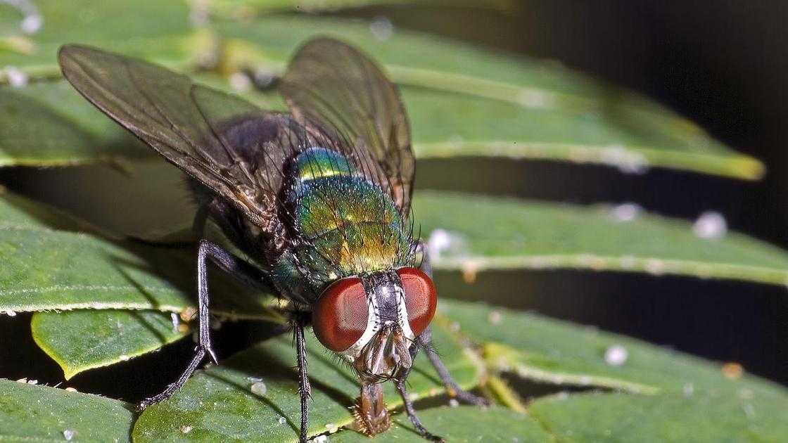 К чему снятся мошки 🐜 — топ толкований сна по 42 ❗ сонникам: что означает для мужчины или женщины, если приснилась мошкара в большом количестве на волосах или в доме