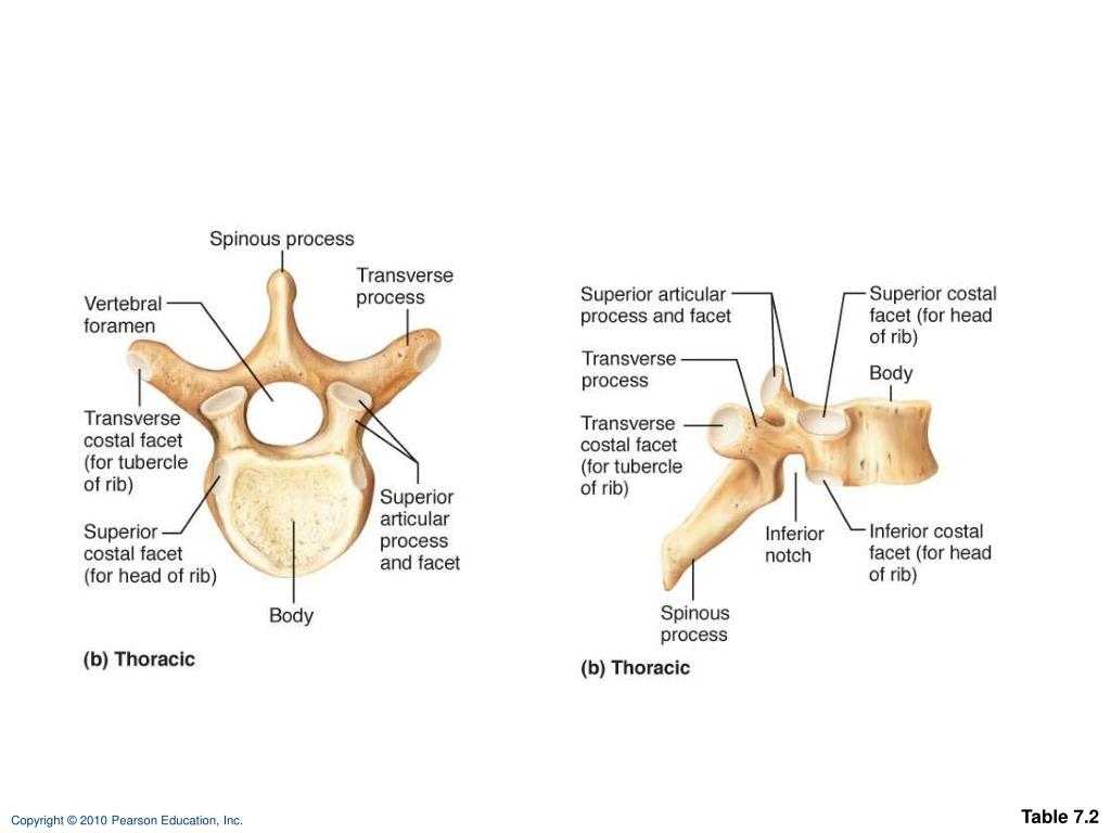 Cranial foramina - foramen ovale - skull - teachmeanatomy