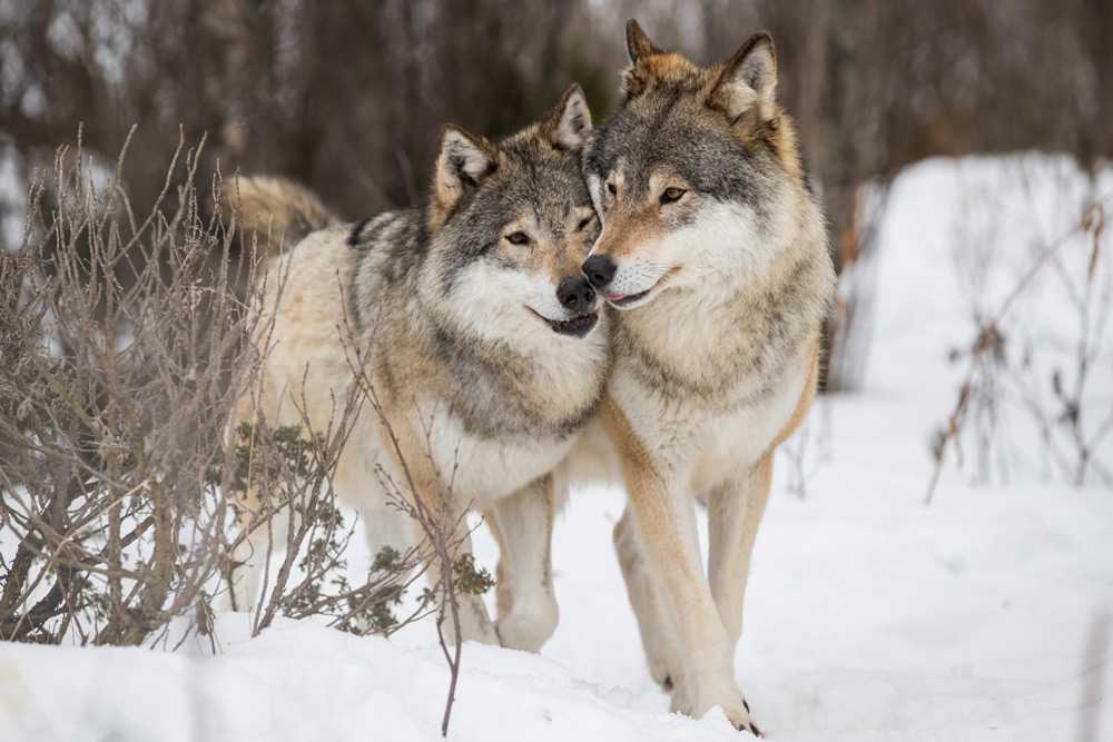 К чему снятся сны, в которых нападают волки: толкования сонников