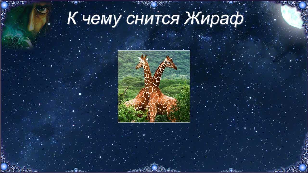 Сонник жираф  приснился, к чему снится жираф во сне видеть?