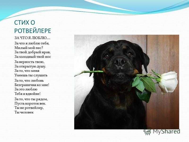 Приснилась черная собака – к переезду или к судьбоносной встрече?