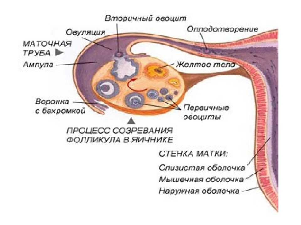 Сонник мужские гениталии. к чему снятся гениталии