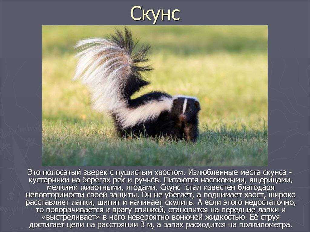 Сонник к чему снится скунс