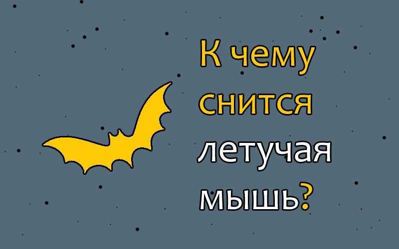 К чему снится летучая мышь 🦇 — топ толкований сна ❗ по 40 сонникам: что означает для мужчины или женщины видеть в доме много белых или черных мышек и убить их