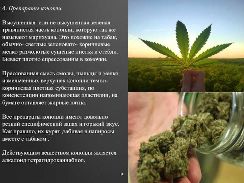 К чему снится курить марихуану – сонник гашиш || сонник курить травку