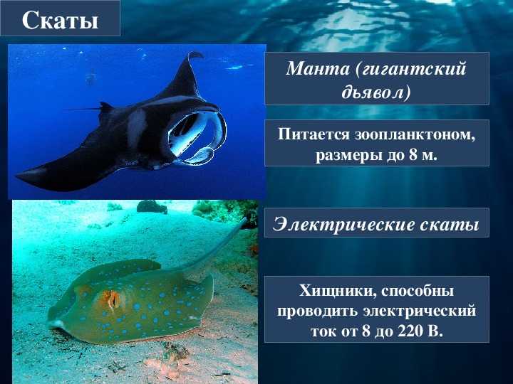🚩 опасен ли для человека скат, чем может закончиться встреча