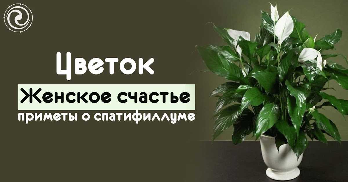Во сне цветок женское счастье зацвел