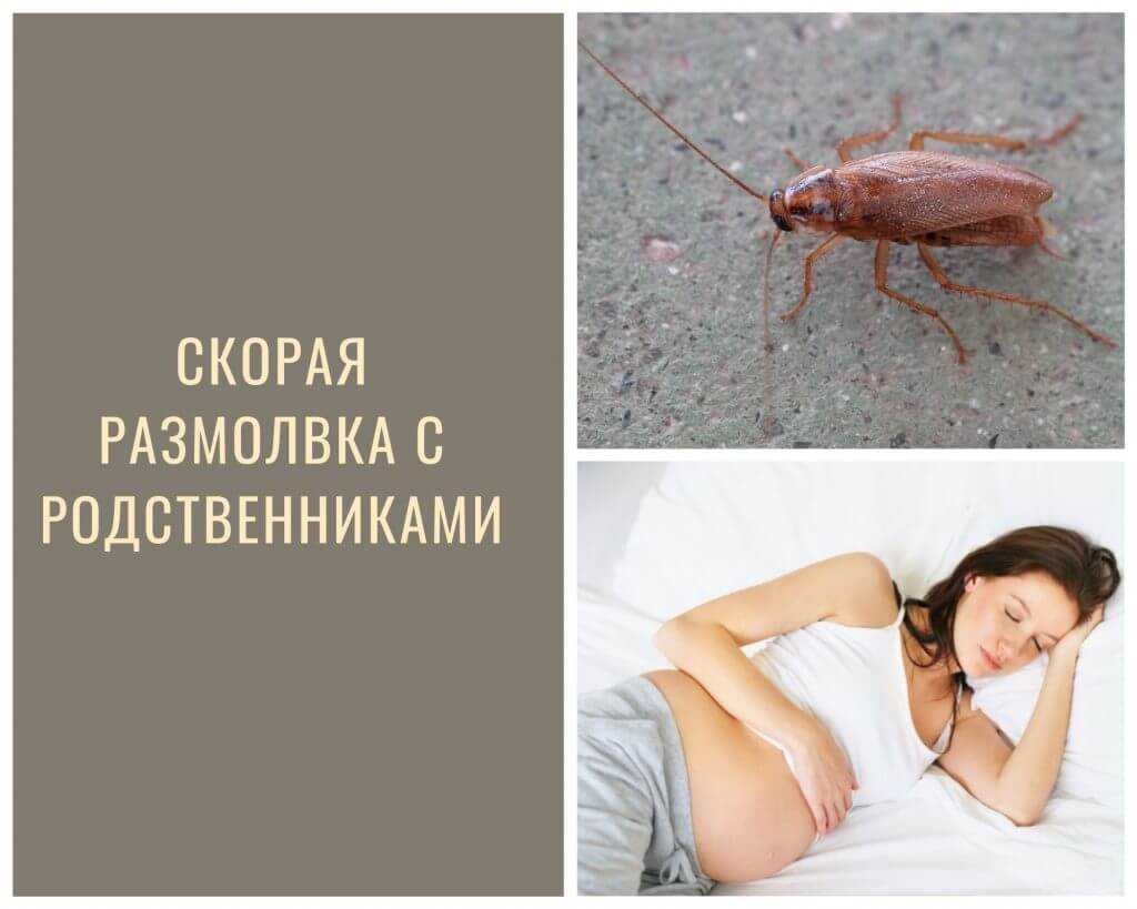 К чему снятся живые тараканы в квартире?