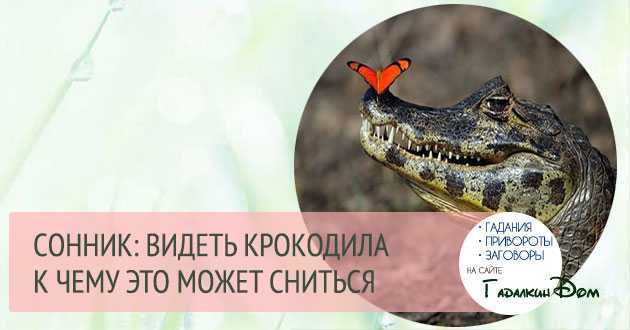 К чему снится крокодил женщине?