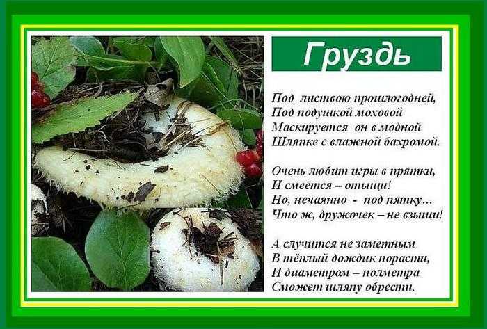 К чему снятся грибы во сне: собирать грибы женщине (значение по сонникам)     :: клео.ру