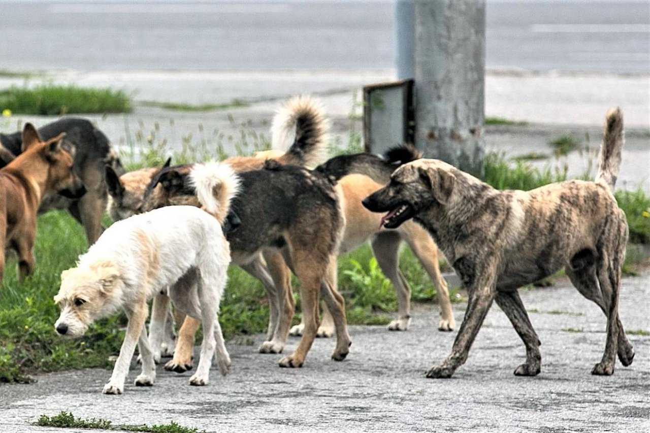 Сонник стая(свора) собак во сне видеть женщине которые нападают