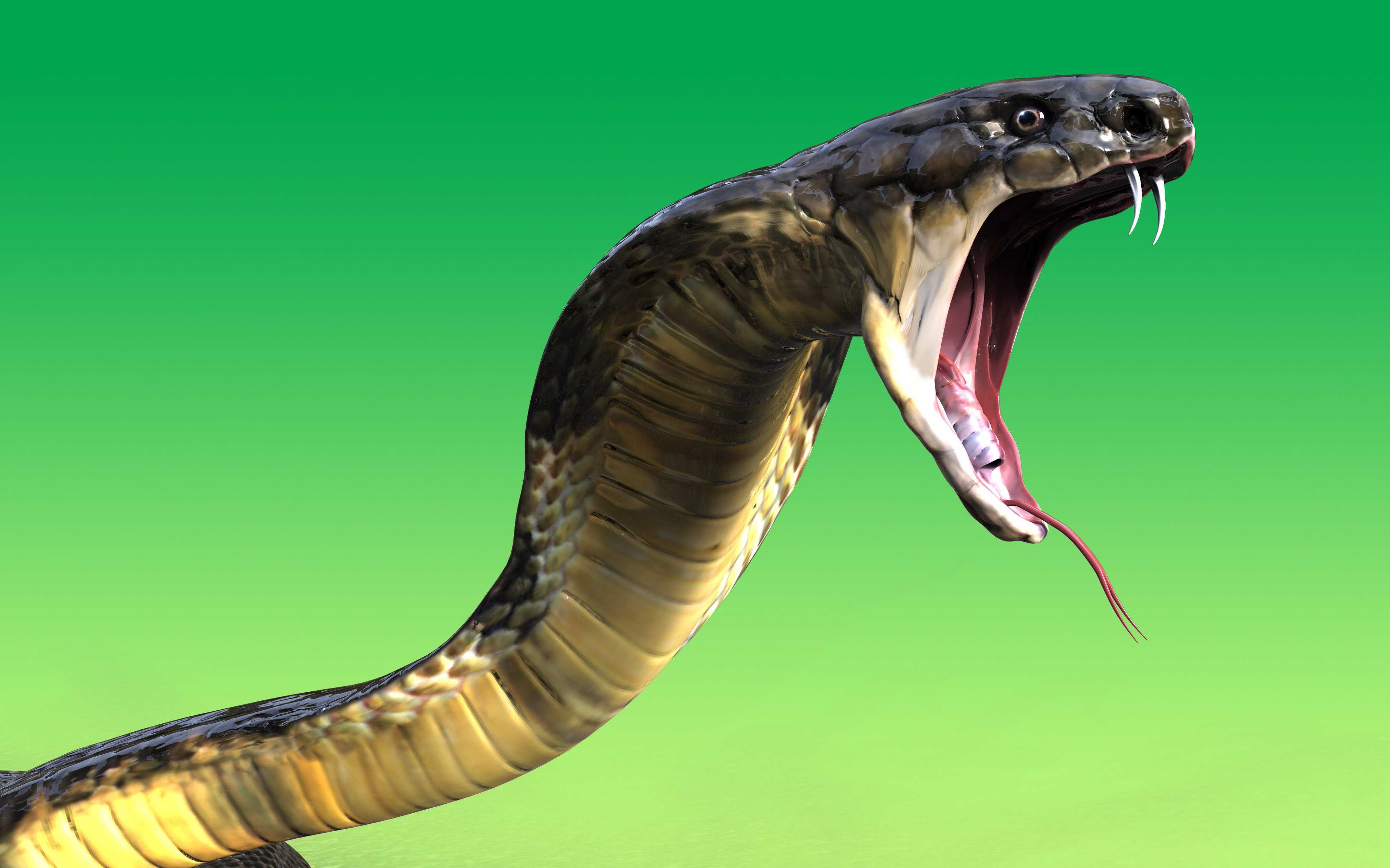 К чему снится зелёная змея: действия хищницы, большие и маленькие рептилии, толкование по соннику