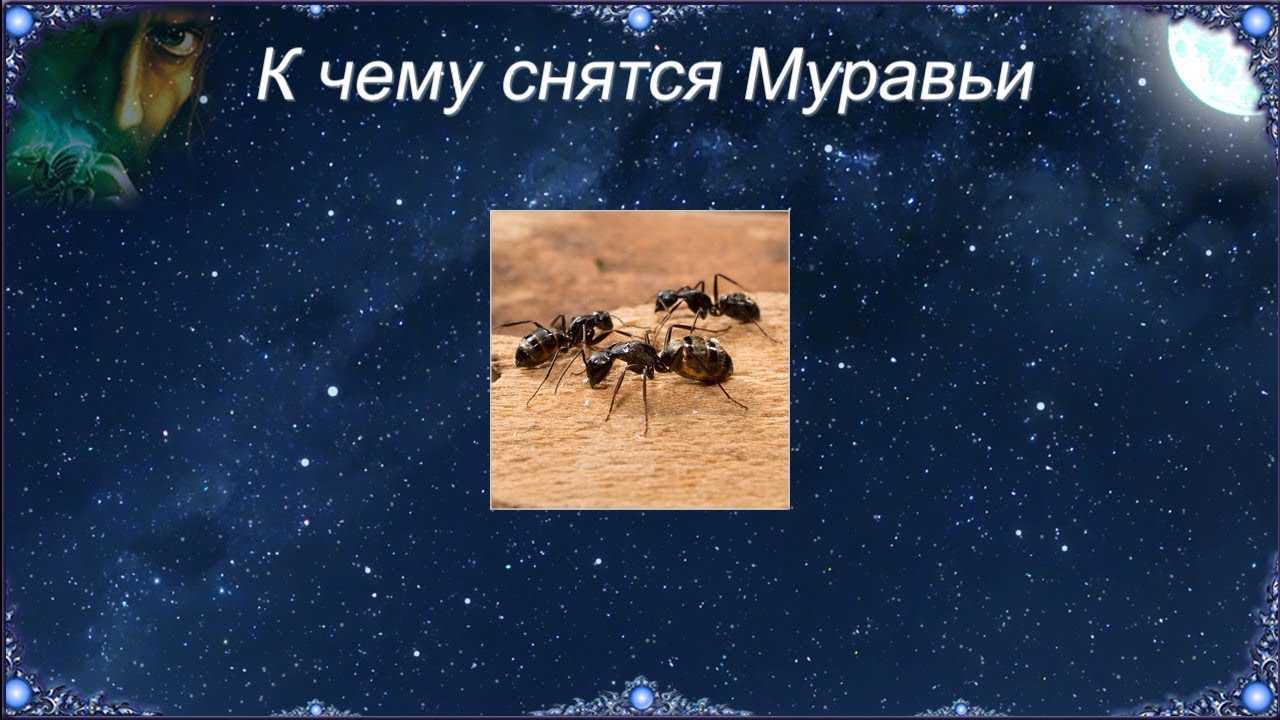 К чему снятся муравьи (в большом количестве, ползают в доме и квартире): сонник