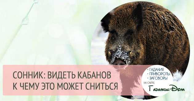 К чему снится змея. видеть во сне змея - сонник дома солнца
