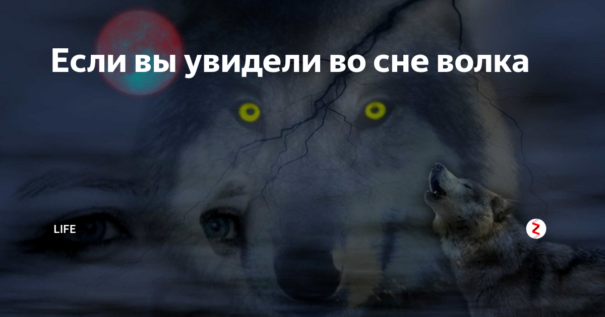 Сонник - к чему снится волк, видеть во сне волков, снятся женщине