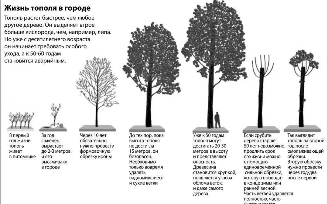 Сажать во сне цветы. к чему снится сажать цветы в землю, какое толкование предлагают сонники? что значит посадка во сне цветов