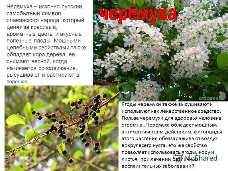 К чему снится черемуха женщине или мужчине — 40 толкований из разных сонников