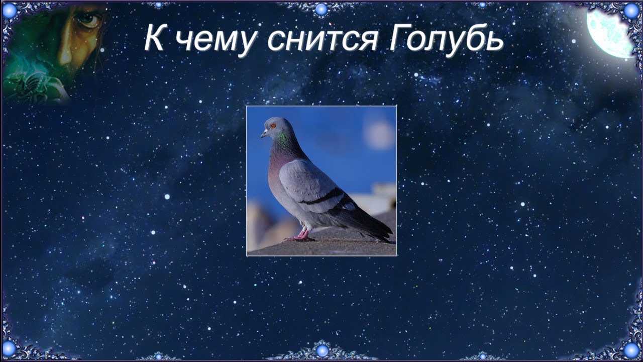 К чему снятся голуби. сонники про голубей во сне женщины