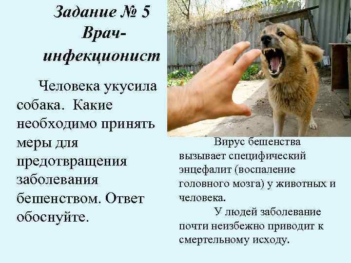 Что значит видеть во сне овчарку — правильное толкование по сонникам