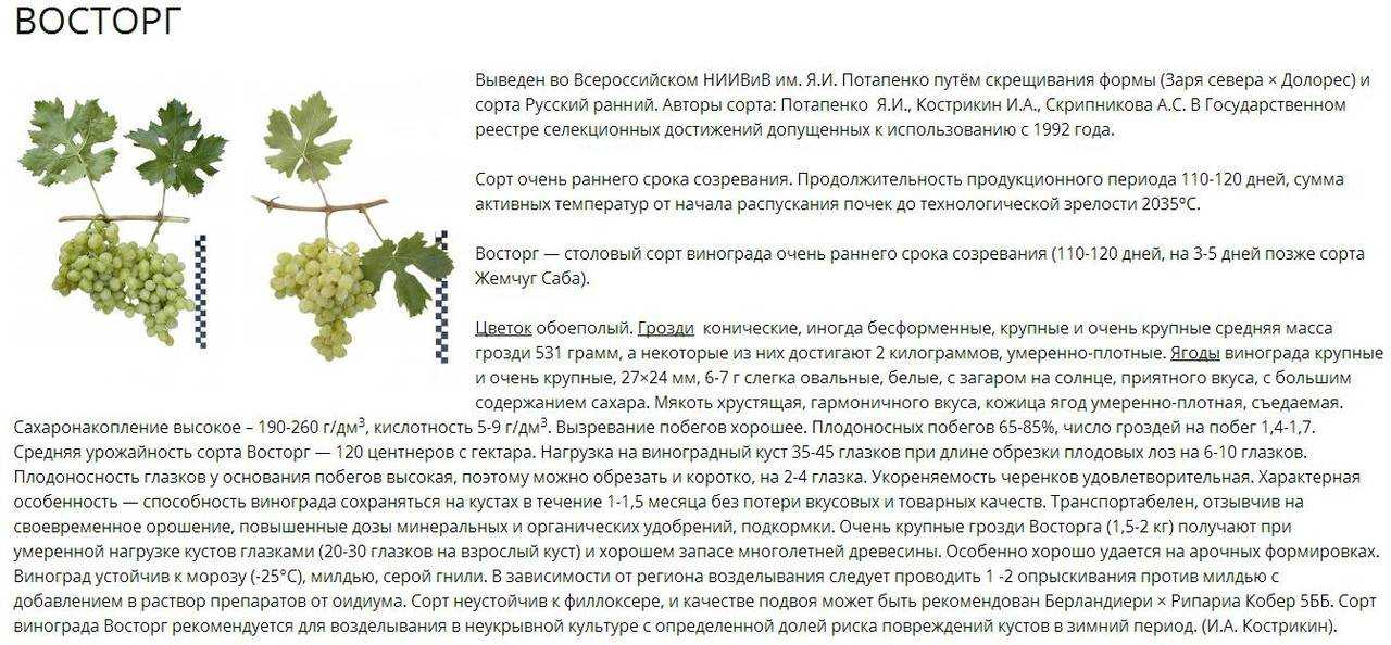 Сонник виноград, к чему снится виноград, во сне виноград