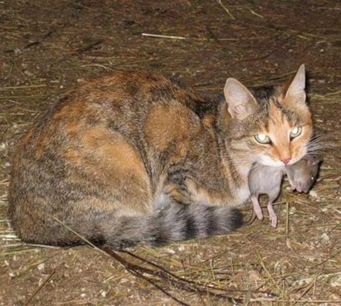 Что означает по соннику кошка, которая поймала мышь