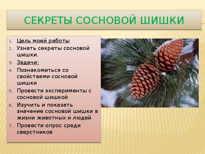Разбираемся в терминах: марихуана, гашиш и шишки - что это и каковы различия?