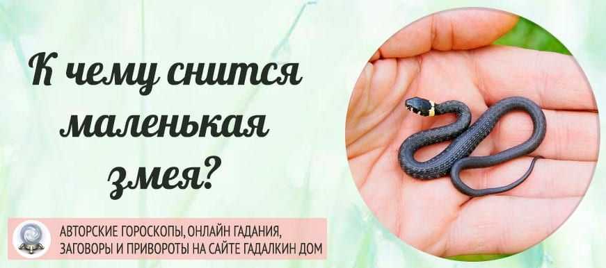 К чему снится мертвая змея: значение сна с дохлой рептилией, толкование по сонникам для мужчин и женщин