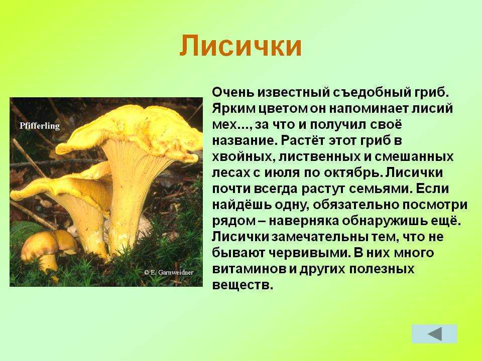 К чему снится собирать много грибов