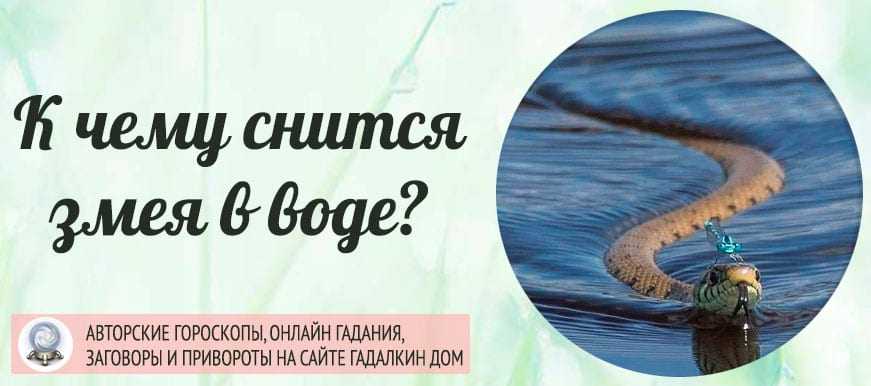 К чему снятся змеи - точное и правдивое толкование