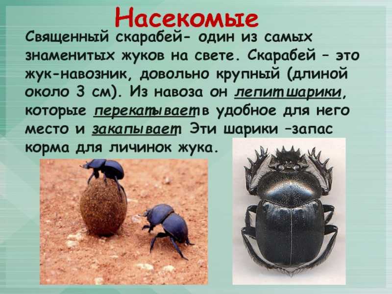 К чему снится большой жук – толкование согласно соннику и приметам