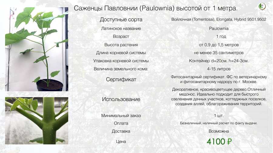 Сонник: сажать цветы