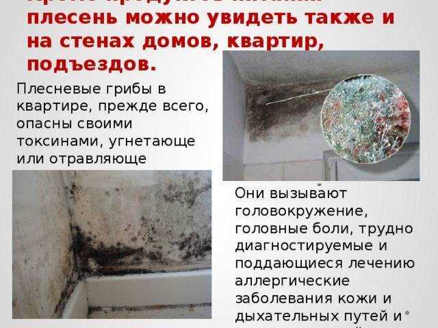 К чему снится грибы. видеть во сне грибы - сонник дома солнца
