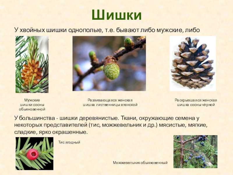 Примеры стилей текста: калейдоскоп вариаций речи - копирайтинг с даниилом шардаковым