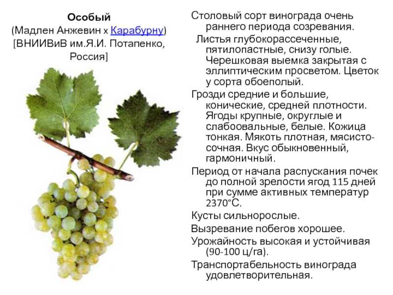 Виноград - сонник. к чему снится виноград - приснился