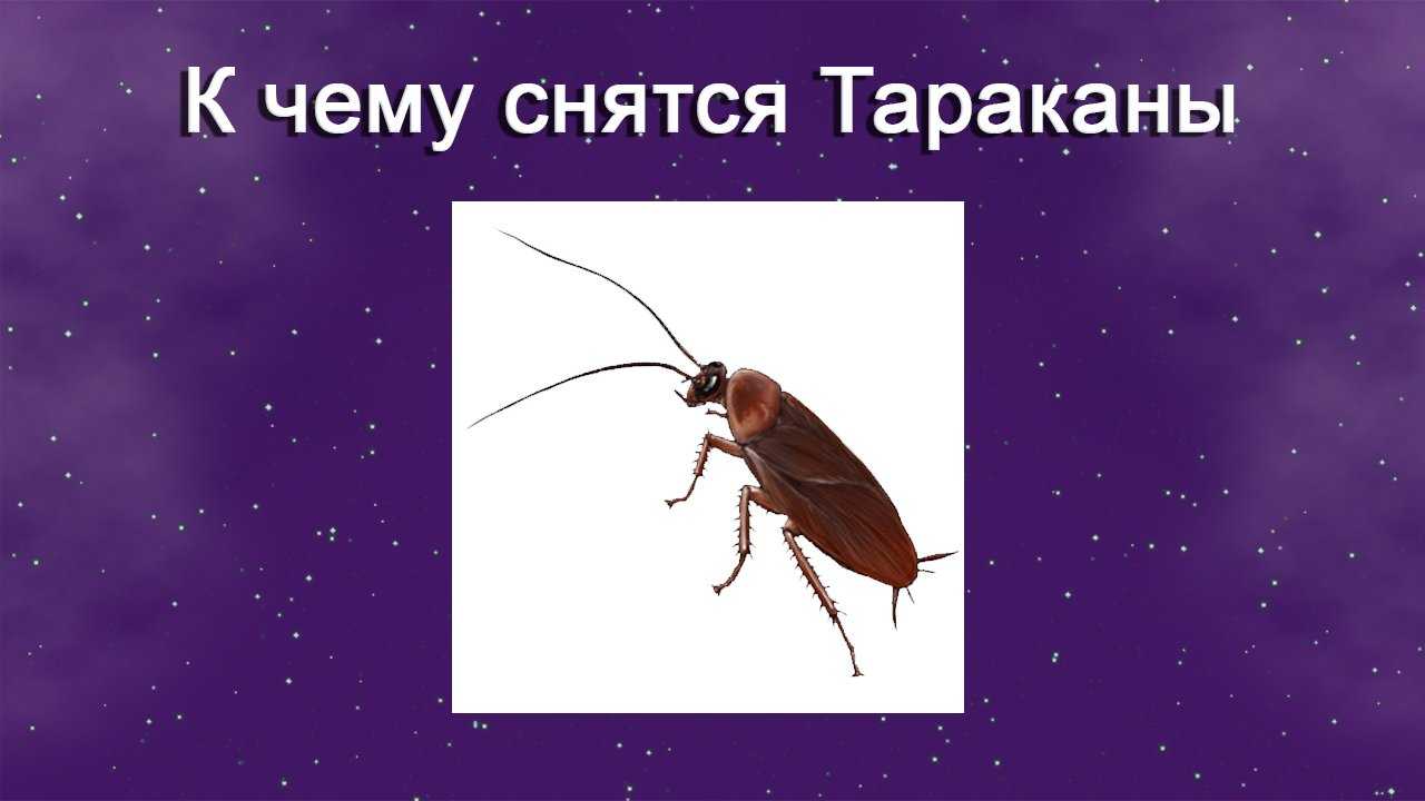 К чему снятся тараканы, трактовки снов о тараканах